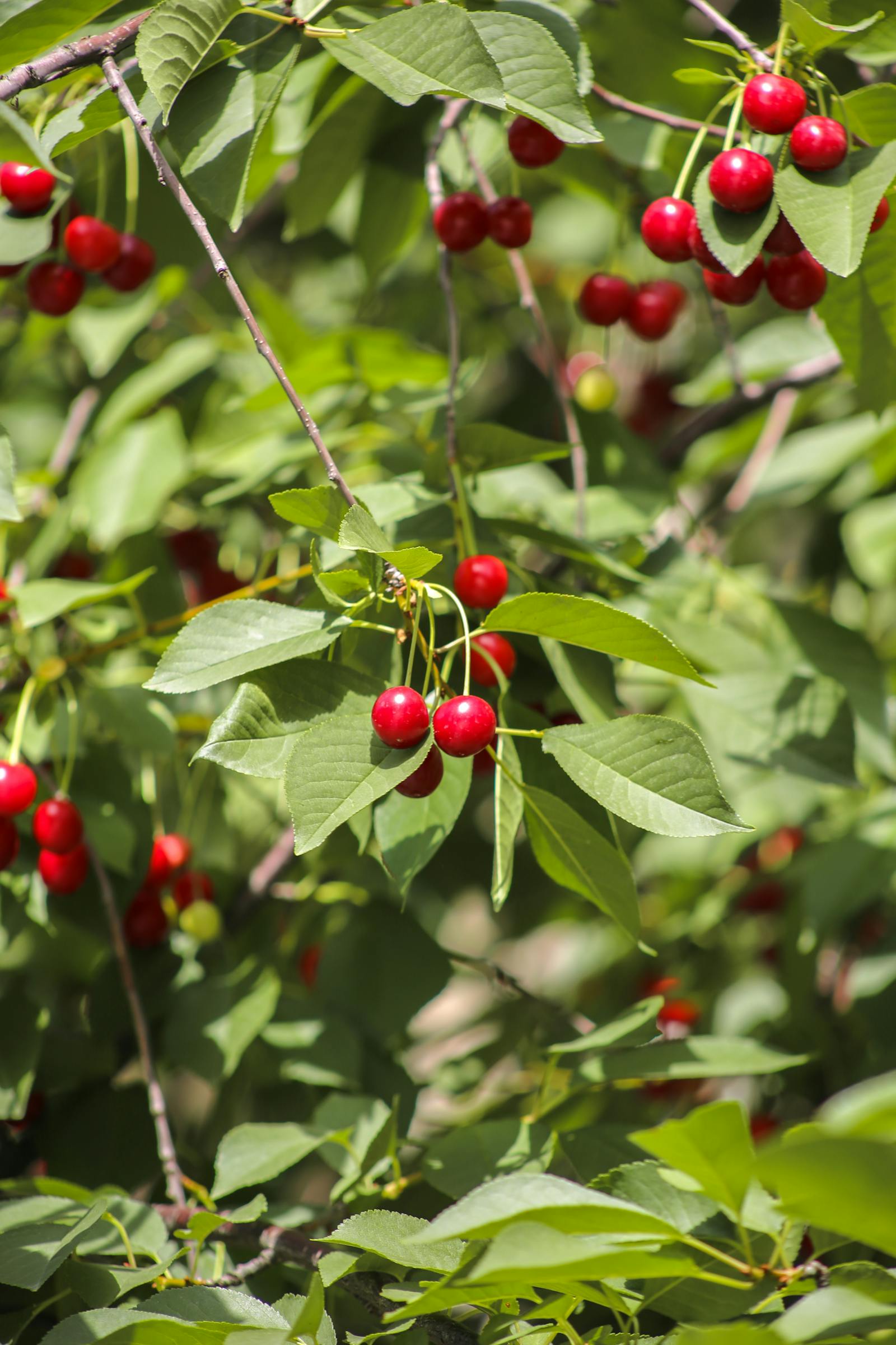 Fresh tart cherries on tree branches the source of natural melatonin
